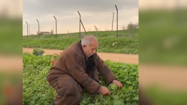Turkse gepensioneerden eten gras