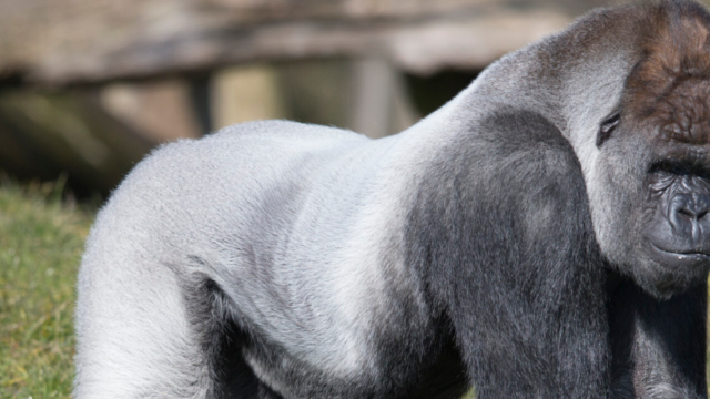 Gorilla Bokito ontsnapte 19 jaar geleden in Blijdorp, ooggetuige Arvid Hendriks stond oog in oog met