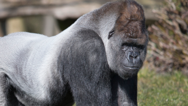 Gorilla Bokito ontsnapte 19 jaar geleden in Blijdorp, ooggetuige Arvid Hendriks stond oog in oog met hem