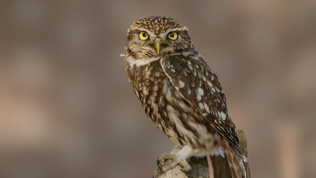 Dit is het jaar van de Steenuil