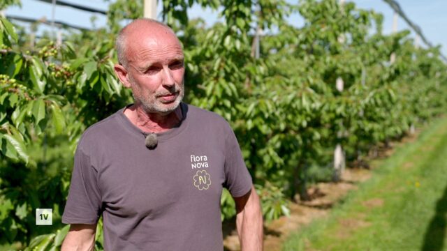 Hoe de suzuki-fruitvlieg de kersenteelt bedreigt