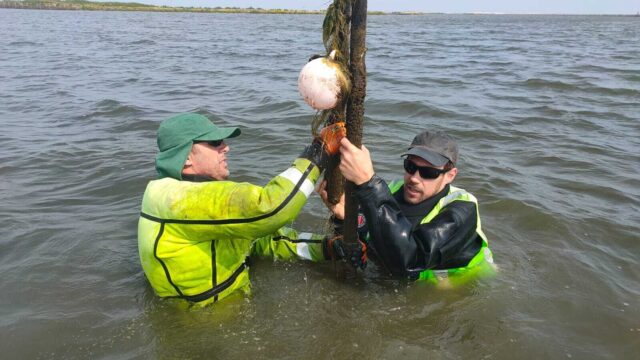 Gezenderde snoekbaarzen op Marker Wadden