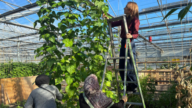 Geen aardappelen maar hete pepers in deze volkstuin in Amsterdam