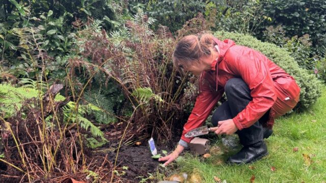 Plant je bomen, struiken en planten in het najaar