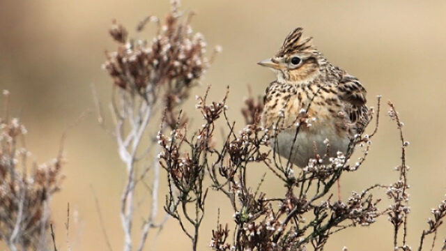 De geluiden van het Nationaal Vogelconcert 2023