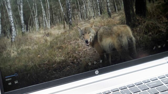 Afschieten probleemwolf nog geen uitgemaakte zaak: 'Niet zo simpel als het lijkt'