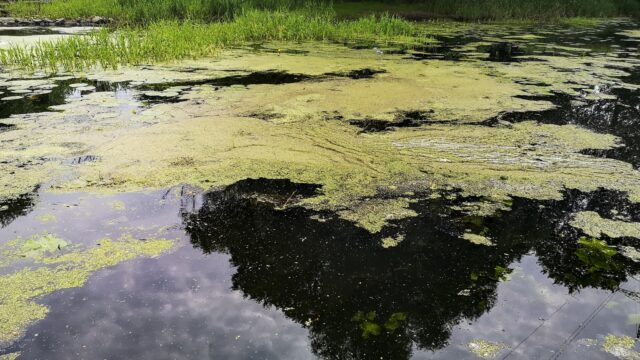 Voor de zwemmers: hierdoor kom je na je plons groen het water uit