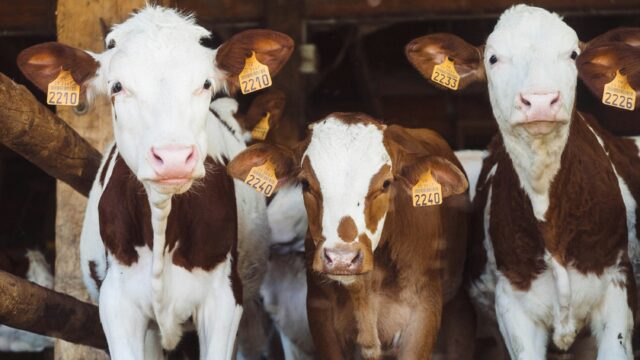 Waar blijft het wederhoor bij de dieren?