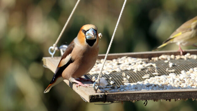 Gif, ziektes & pesticiden: Zo voer je verantwoord vogels