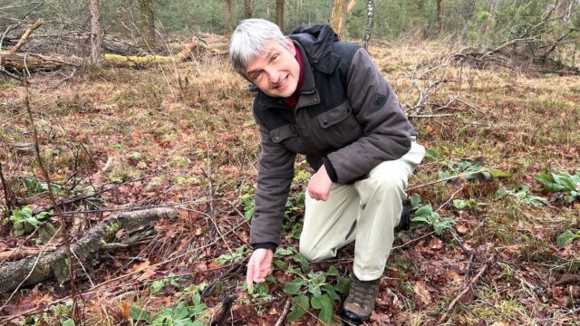 Ecoloog redt bos van stikstofondergang door middel van kalk