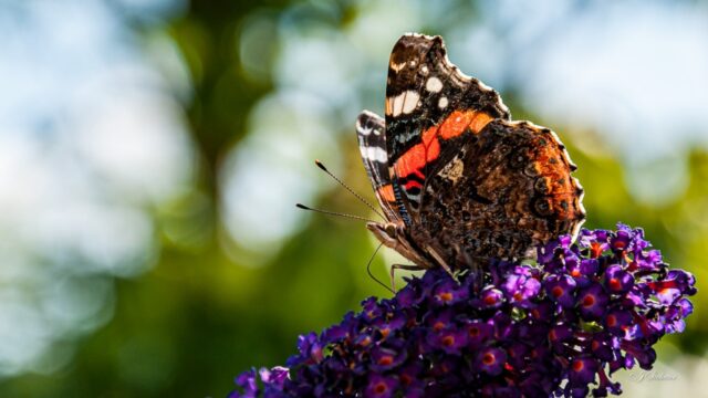 Dieren tellen in de achtertuin: 'Hoe meer je kijkt, hoe meer je ziet'