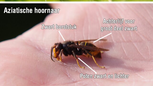 Hetze tegen Aziatische hoornaar is schadelijk