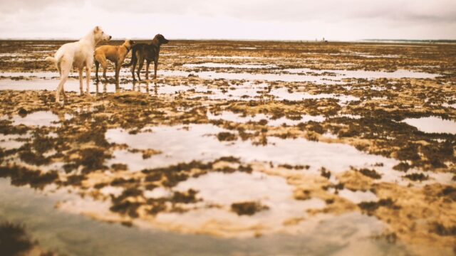 Er gebeurt nog weinig om dodelijke bijtincidenten met honden te voorkomen