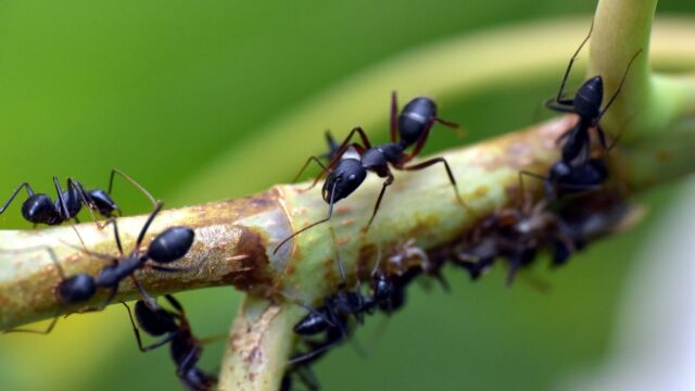 Kunnen insecten ook pijn ervaren? 'Er zijn duidelijke aanwijzingen, sla mug in één keer dood'