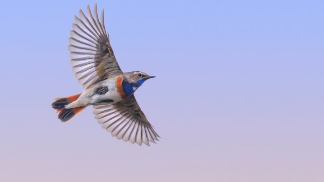 Braakliggend terrein: 'Dichter in de buurt van de wildernis ga je niet komen in Nederland'
