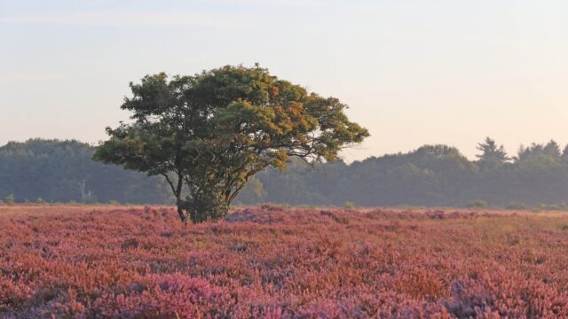 Doemscenario geschetst door ecologen werkt averechts: 'Dus hier een superpositiefverhaal'