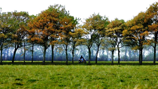 Welk groen is beter voor de natuur: een boom of een struik?