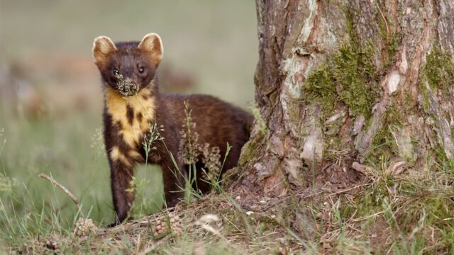 Hoe gaan we om met dieren die ons huis willen binnendringen?