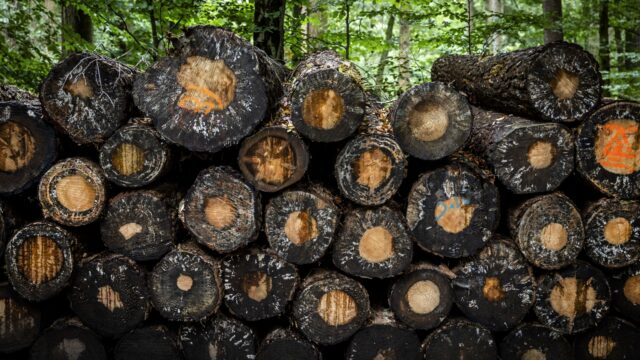 Verlies biodiversiteit compenseren met duurdere producten? 'Je legt de druk bij de consument'