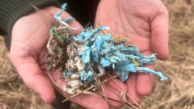 Zorgen over plastic in braakballen van raven