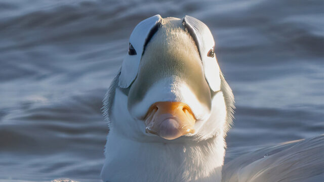 Brileider op Texel mogelijk de meest gespotte vogel in Nederland ooit