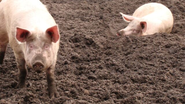 'Dieren op de boerderij zijn geen dieren meer, het zijn: tot machines gemaakten'