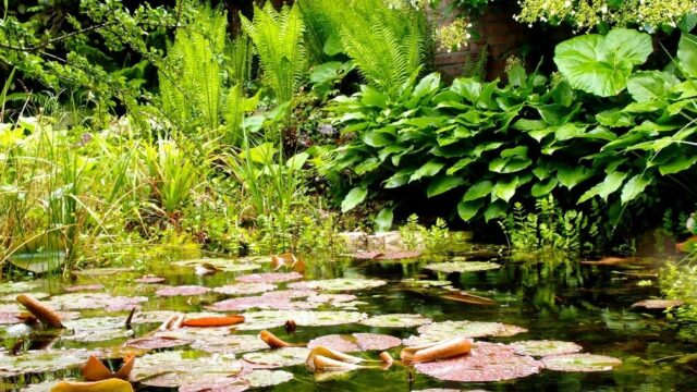Zo maak je jouw tuin veerkrachtiger in tijden van klimaatverandering