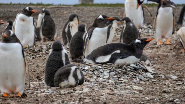 Pinguïnsoorten op Antarctica zijn door klimaatverandering eerder gaan broeden