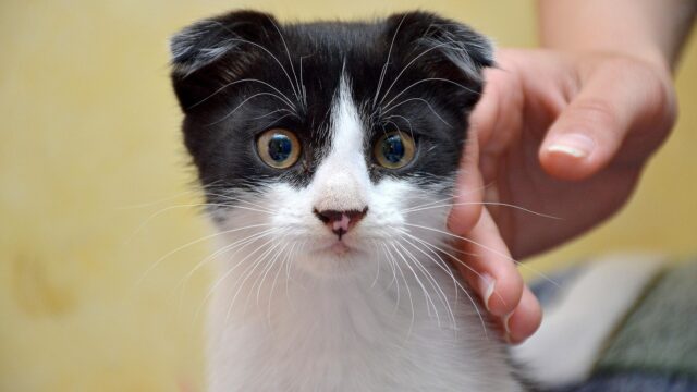 Overheidscampagne waarschuwt voor het lijden achter populaire huisdieren: 'Meer bewustwording nodig'