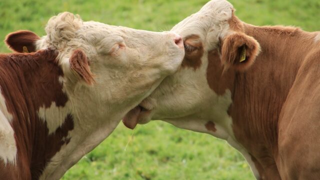Koeien vormen vriendengroepen, net als mensen