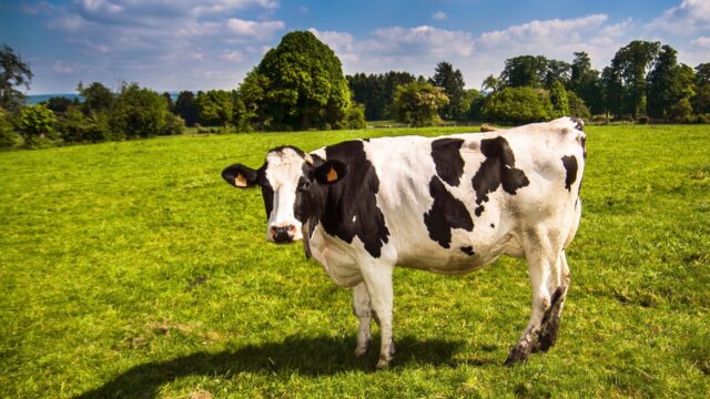 Drentse boer verhuist naar Zweden: 'Ik leen me niet langer voor de gekkigheid'