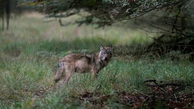 Stand.nl: 'Het is nog steeds niet duidelijk wat een probleemwolf is'