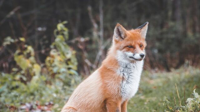 Eerst de wolf en nu weer de vos: zien we roofdieren te veel als vijand?