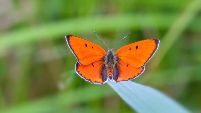 Canon van de Nederlandse natuur