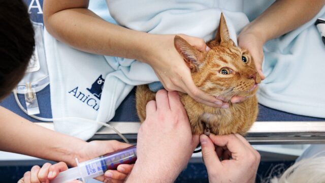 Moet de politiek ingrijpen om torenhoge dierenartskosten in te perken? 'Haal de btw eraf'