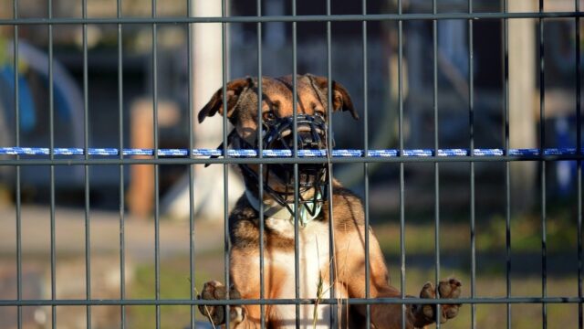 Stand.nl: 'Het aantal bijtincidenten vraagt om strengere regels voor gevaarlijke honden'