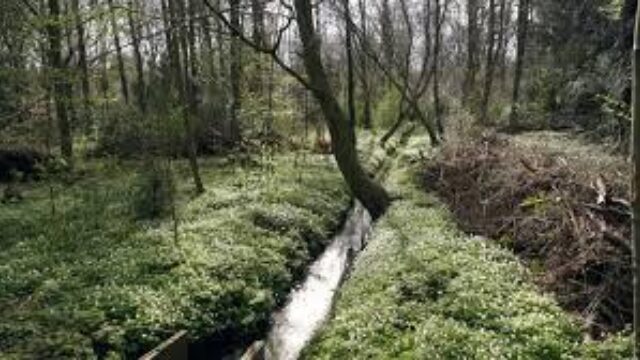 Het eerste beschermde bos van Nederland bestaat 450 jaar