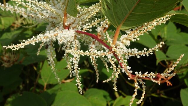 Zesentwintig nieuwe invasieve exoten op Europese lijst waaronder Japanse duizendknoop