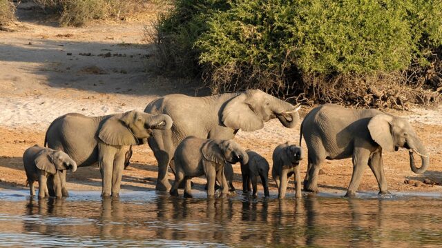 Mensen en wilde dieren raken steeds vaker in conflict: wat kunnen we daartegen doen?