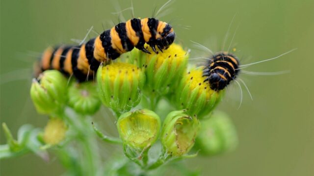 Sint Jakobskruiskruid wordt door deze rups in evenwicht gehouden