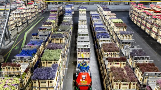 Plastic bloemen beter dan echte bloemen? 'Een investering in duurzaamheid'