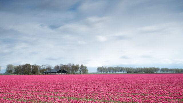 Bom onder bollenteelt door uitspraak rechtbank