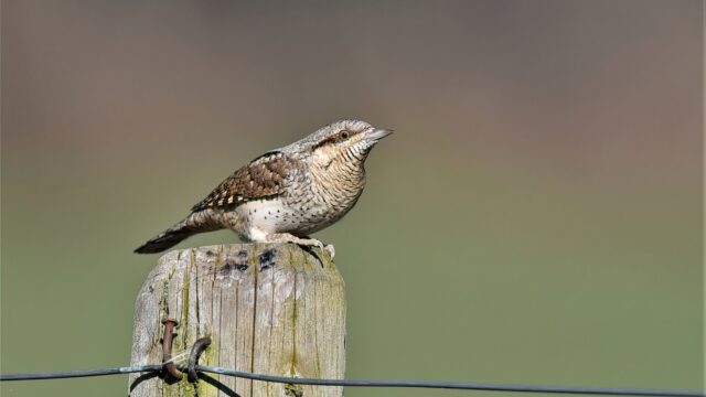 Draaihals is een mysterieuze vogel: hoe wordt er onderzoek naar gedaan?
