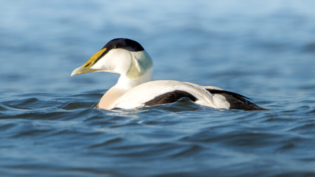 'Wees wijs met de Waddenzee, mevrouw Hermans'