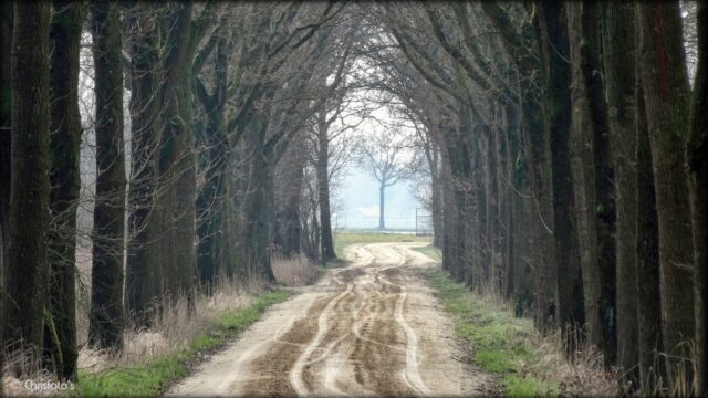 Bomen als rechtspersoon? Dat zou ze veel leed besparen