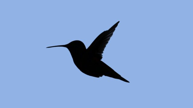 Vogelsticker op het raam werkt niet zo goed als gedacht