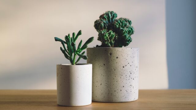 Kamerplant: 'Een opfleur van elk interieur'