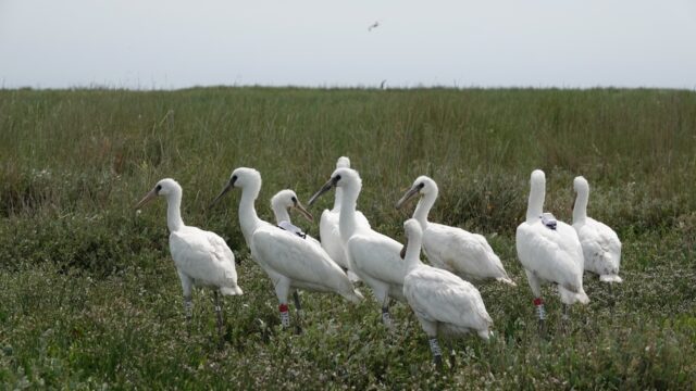 Vogels ringen is vogels beschermen