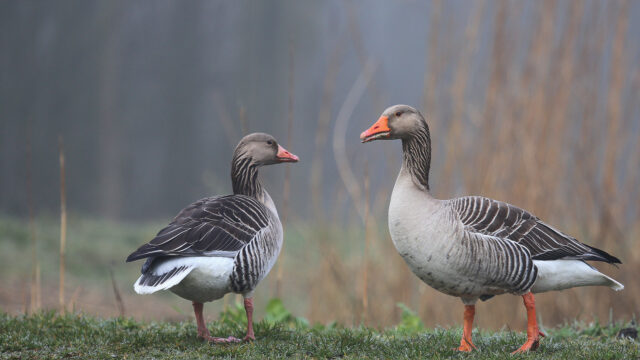 Grauwe gans: 40 jaar onderzoek leidde tot deze prachtige hommage