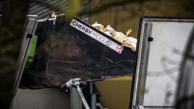 Vogelgriep slaat wild om zich heen: 'Gaat niet meer weg, moeten drastische maatregelen nemen'